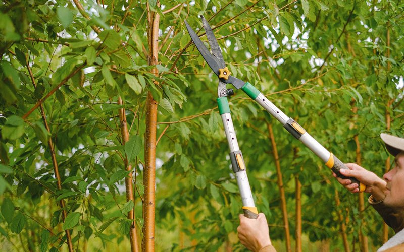 Tree trimming in Olds, IA